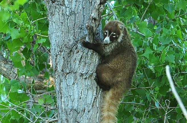 Woman, dog injured after tussle with coatimundi | Williams-Grand Canyon  News | Williams-Grand Canyon, AZ