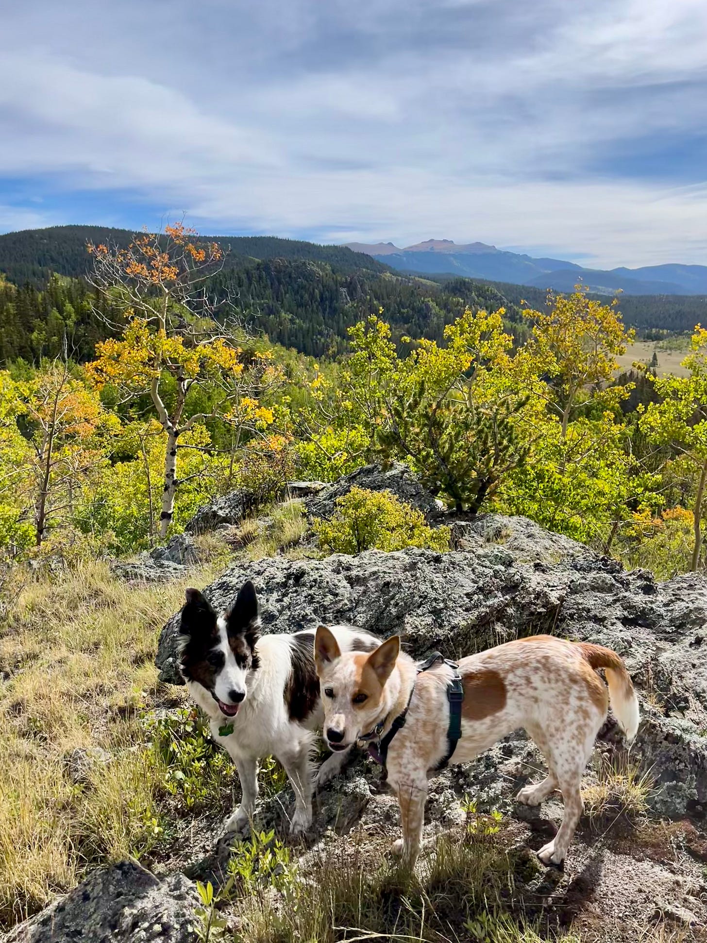 two cattle dogs on top of a rock in front of changing aspen trees and tall mountain peaks two cattle dogs on top of a rock in front of changing aspen trees and tall mountain peaks
