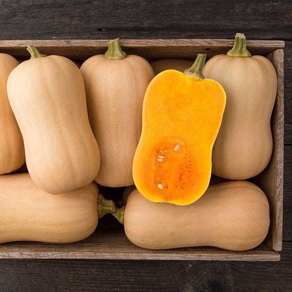 Organic Non-GMO Tiana F1 Butternut Squash