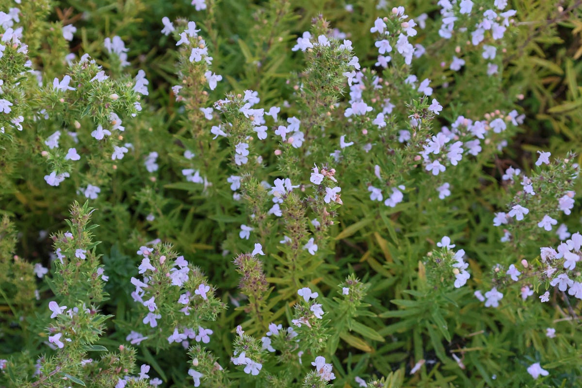 winter savory plants winter savory plants