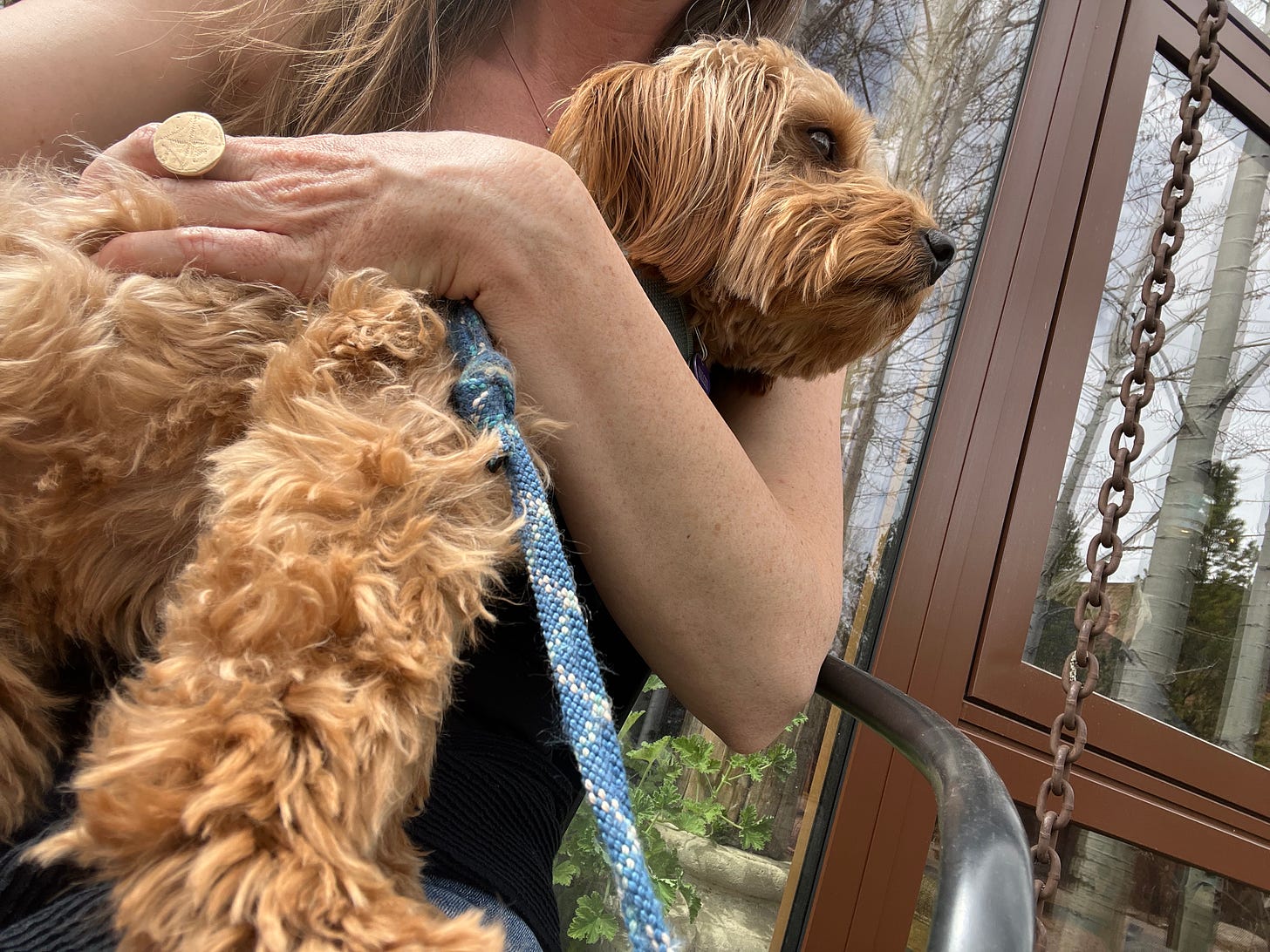 image of the author and a small labradoodle pup on top