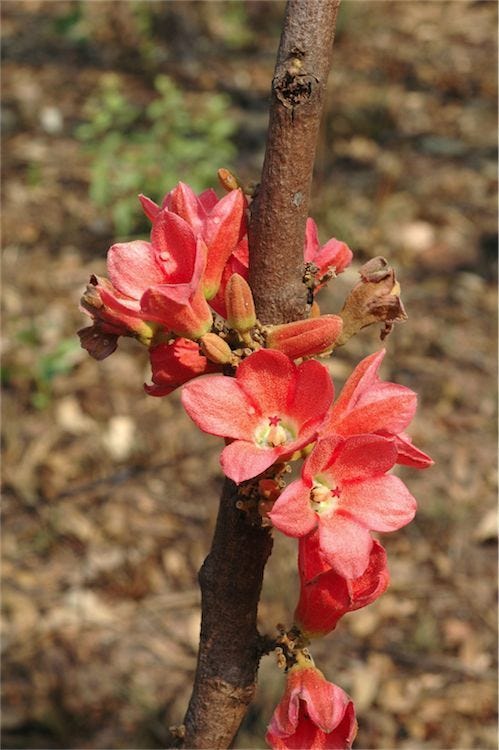 Brachychiton paradoxus [flowers - ATLAS - M. Fagg, 2007].jpeg
