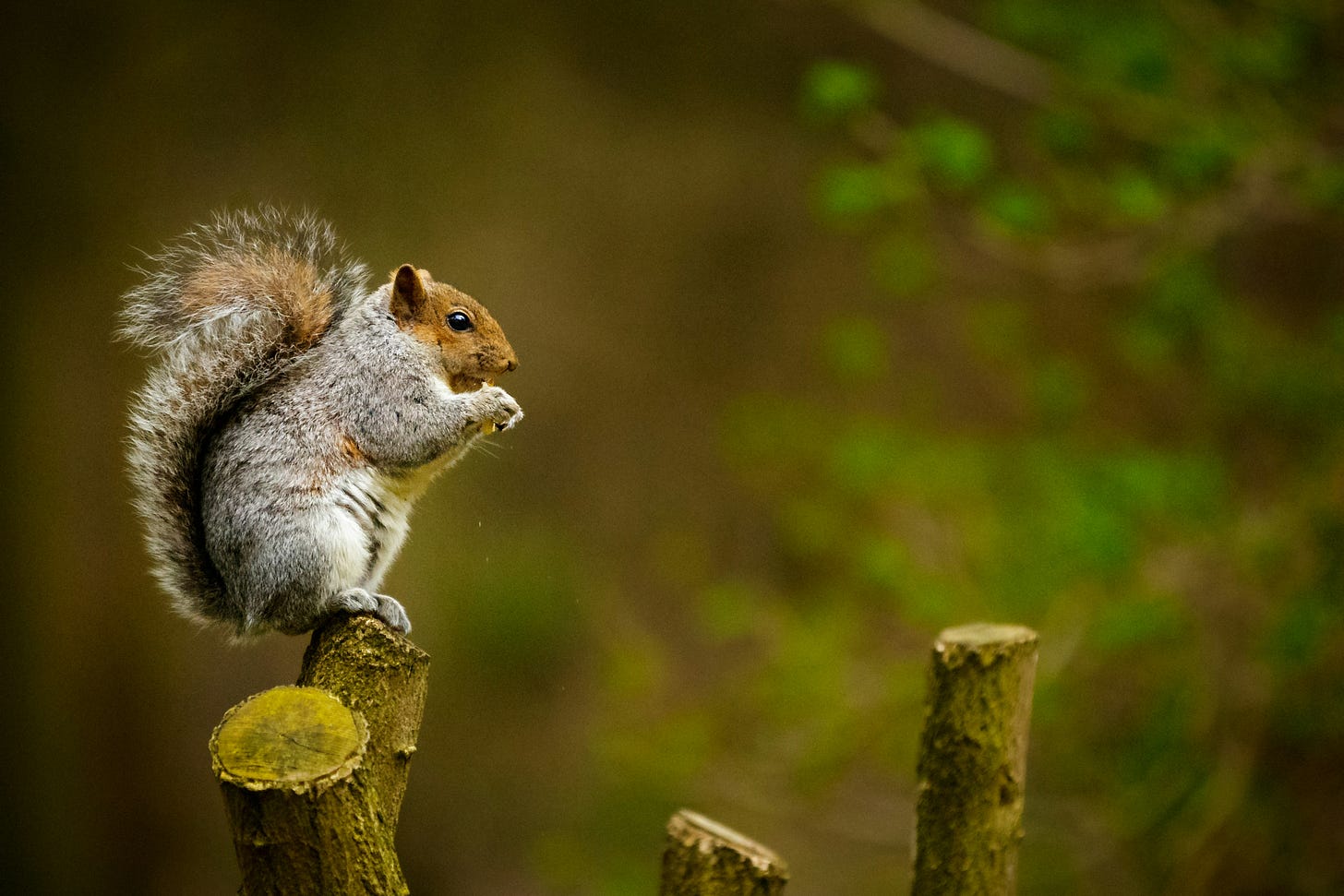 A red squirrel perches on a tree stump munching a nut A red squirrel perches on a tree stump munching a nut
