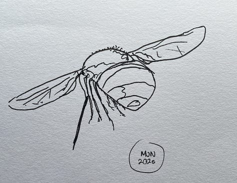 Line drawing of fly viewed from top, legs in an unnatural position suggesting it' dead, line drawing of fly in flight with proboscis extended, felt pen drawing of previous image