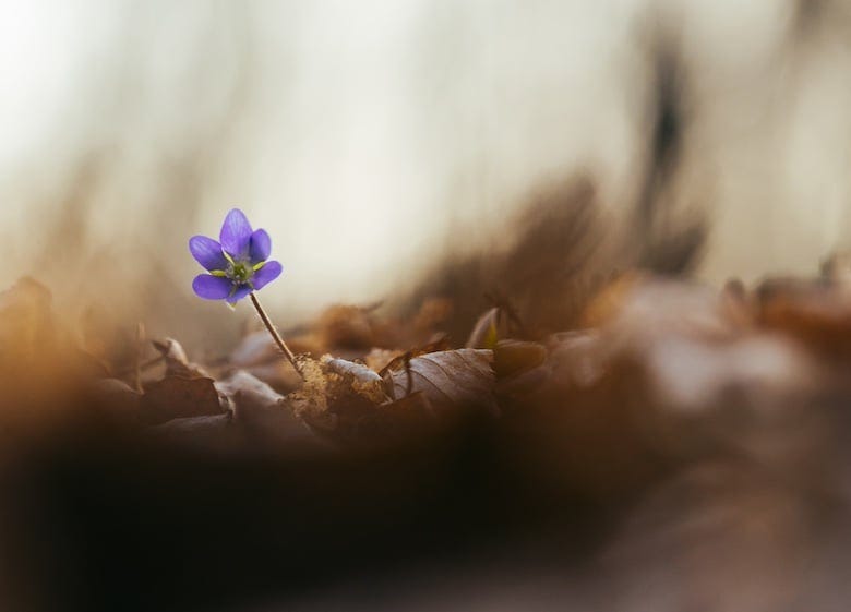 Seeking Freedom In The Practice Of Detachment | Tricia Gates Brown