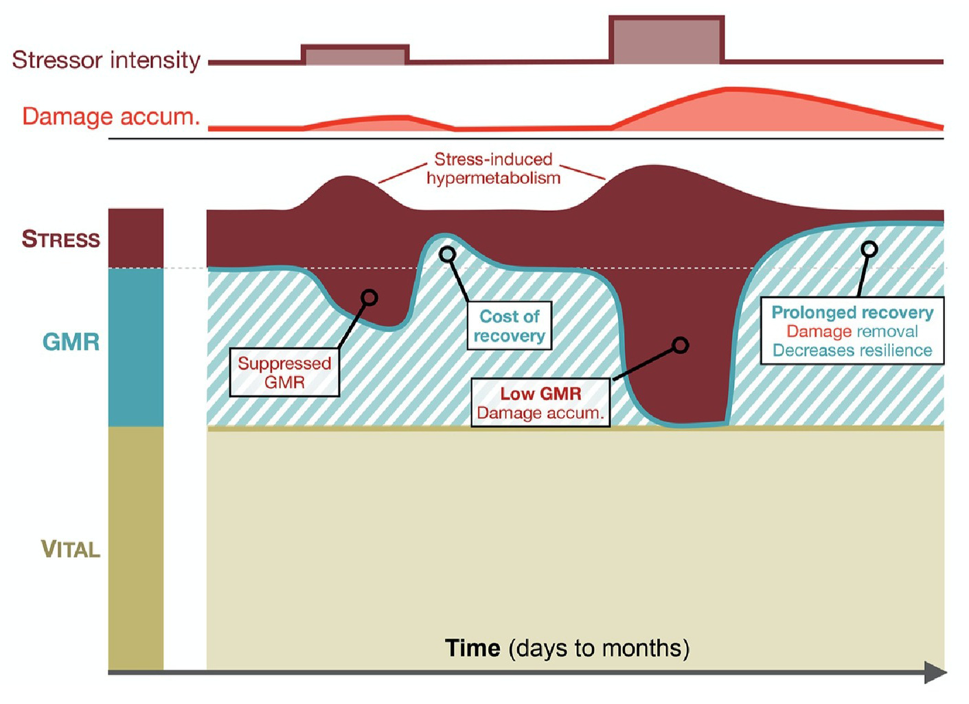 A figure showing the impacts of short duration stressors on energy allocation for lower-intensity and higher-intensity stressors. A figure showing the impacts of short duration stressors on energy allocation for lower-intensity and higher-intensity stressors.