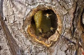 Image result for bees nesting in a tree trunk
