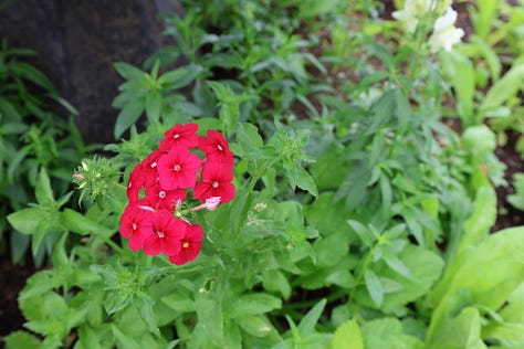 various flowering plants
