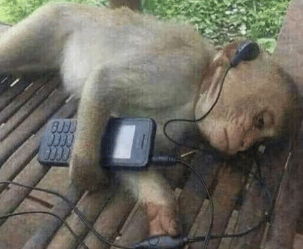 Monkey listening to music : r/MemeTemplatesOfficial