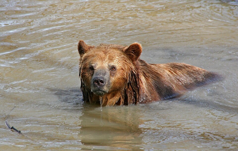 File:A Brown Bear in Water.jpg File:A Brown Bear in Water.jpg