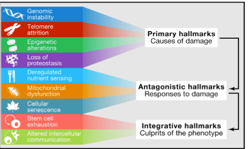 primary reasons we age