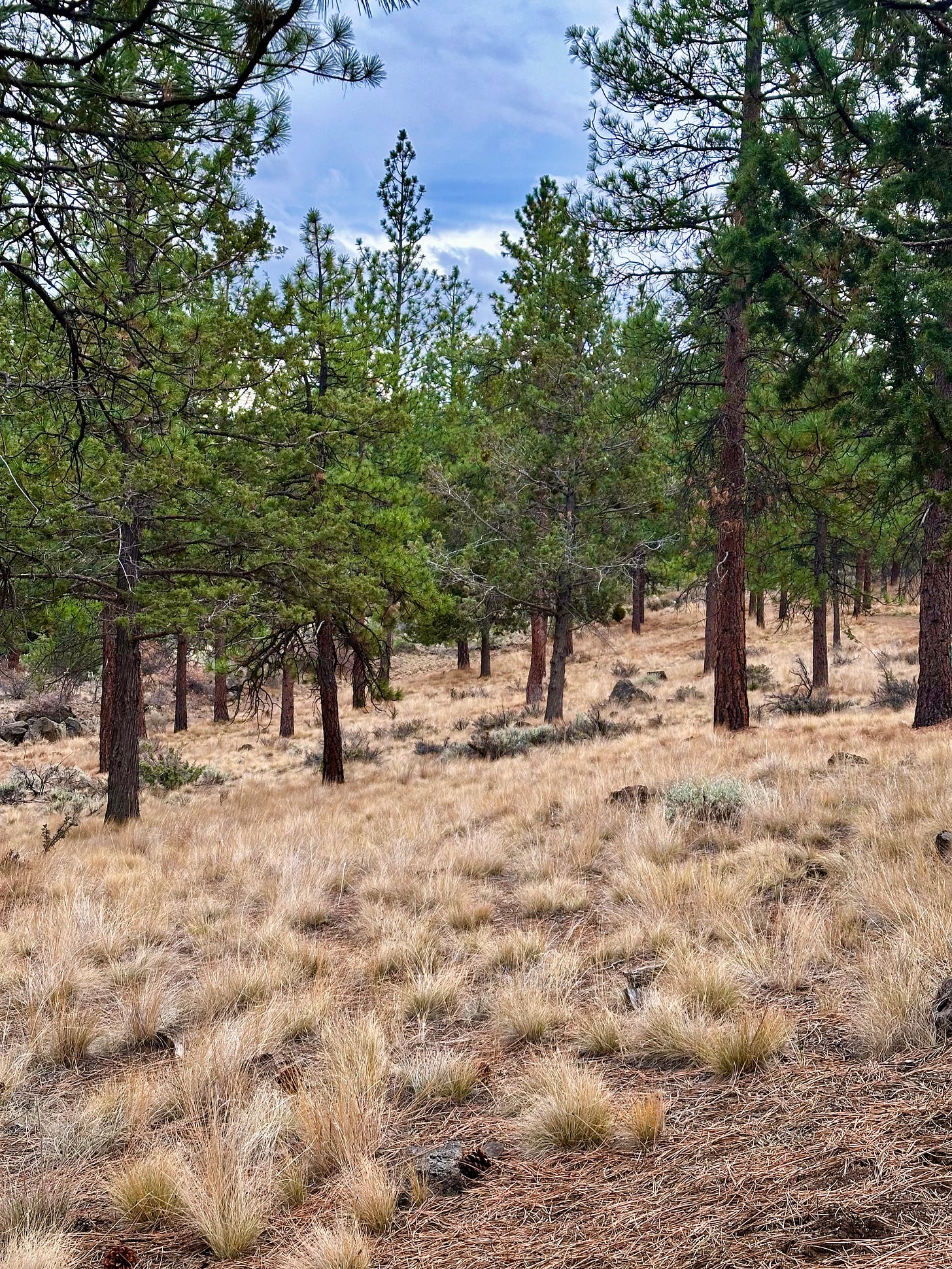 Views into a high desert forest with blue cloudy sky overhead