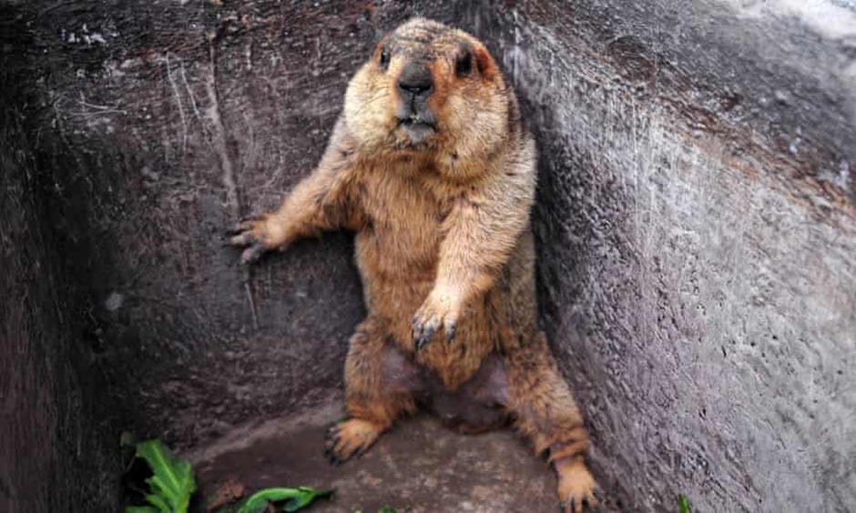 A groundhog in a square hole of some kind, pressing itself into one corner as if fearful