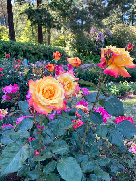 Roses and highlights from the International Rose Garden in Portland, Oregon