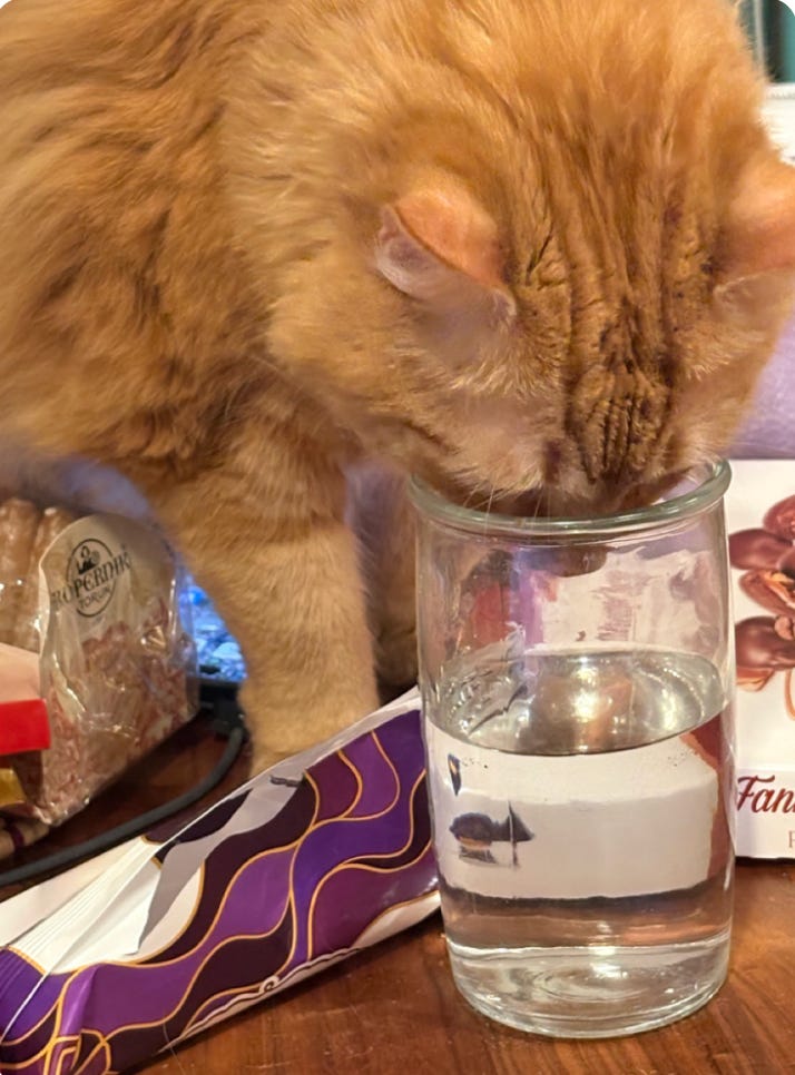 orange floof with her nose stuck in a water glass; close up