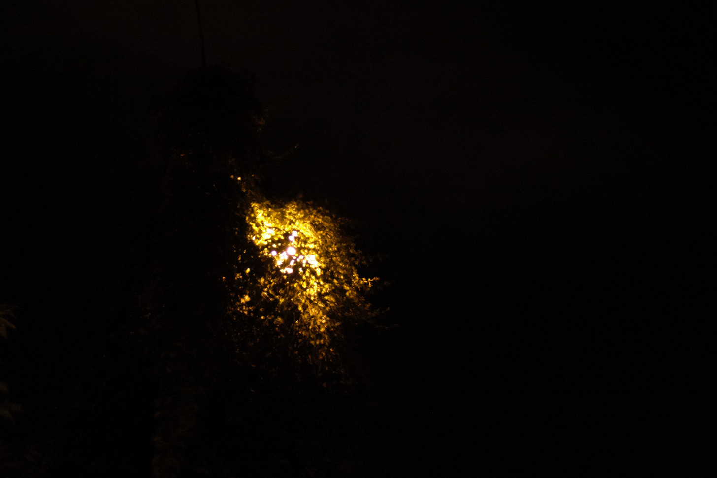 Image is of a street lamp shining through leaves in a tree Image is of a street lamp shining through leaves in a tree