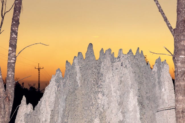 Souche d'arbre en avant-plan d'un soleil couchant, de si près qu'elle semble être une montagne