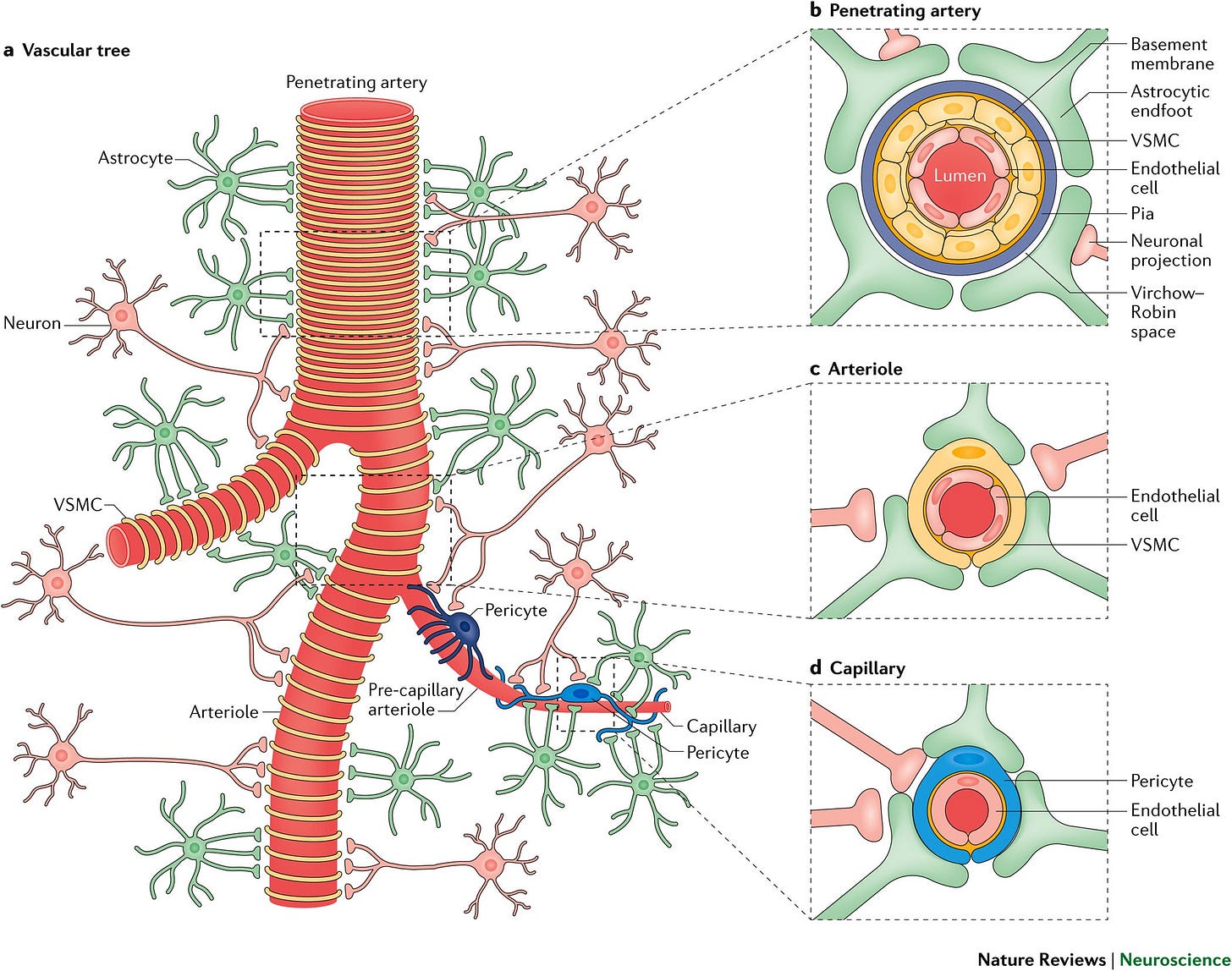 Cerebral blood flow regulation and neurovascular dysfunction in Alzheimer  disease | Nature Reviews Neuroscience
