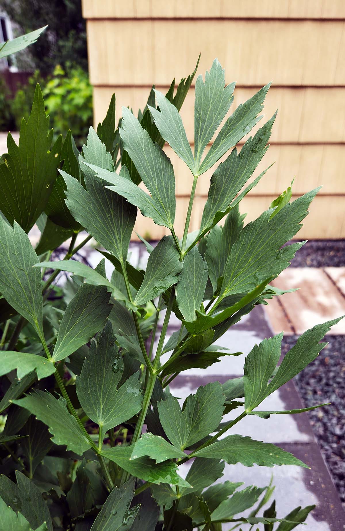 lovage leaves. lovage leaves.
