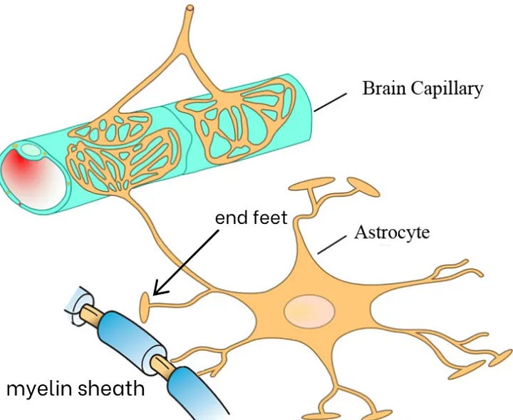 How MS affects myelin sheath