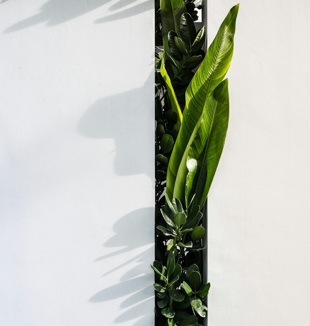 green leaf plant