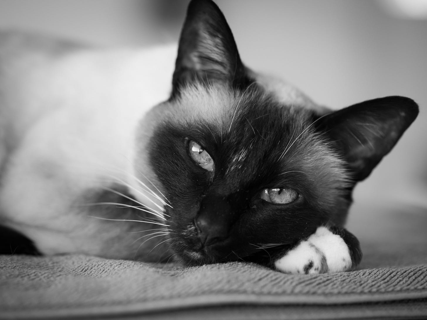 Siamese cat resting her head on her paws and gazing at you Siamese cat resting her head on her paws and gazing at you