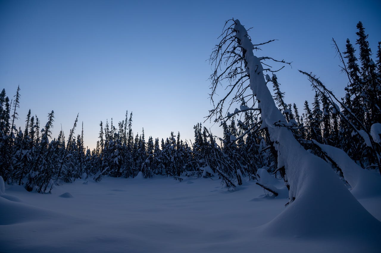 A bare, snow-covered dead tree leans dramatically to the right against a deep blue twilight sky, its twisted branches reaching upward. A flat snow-covered pond or clearing stretches across the foreground, with a dense line of silhouetted black spruce trees in the background. A faint orange glow lingers on the horizon. Fairbanks, Alaska.