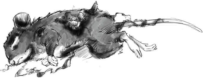 Effects of the Fungal Horror on a common mouse