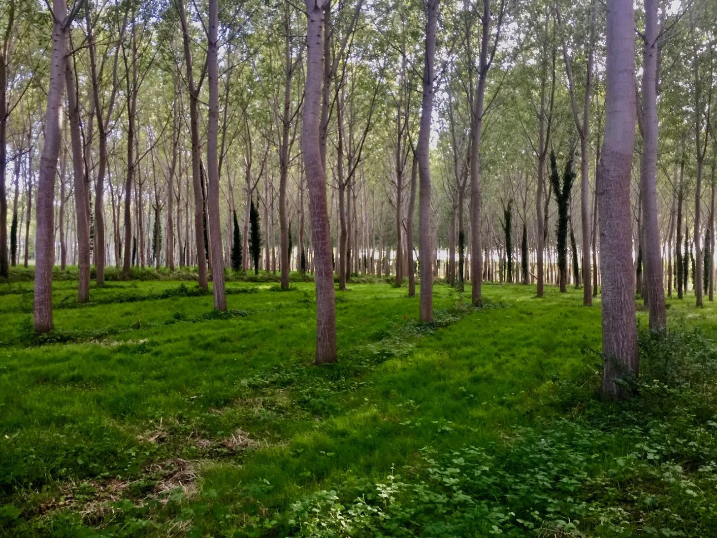 Bord de la Garonne Bord de la Garonne