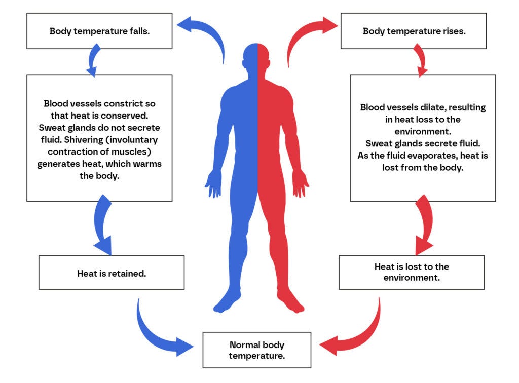 Body Thermoregulation in Sports| Optimal Control - SIXS News