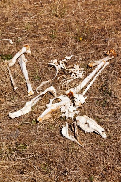 a kangaroo skeleton in drought parched land. - kangaroo skeleton stock pictures, royalty-free photos & images a kangaroo skeleton in drought parched land. - kangaroo skeleton stock pictures, royalty-free photos & images