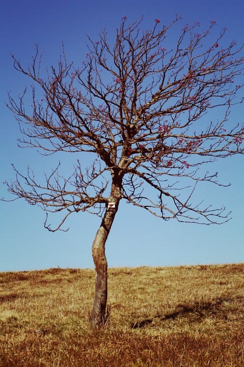 dyingtree dyingtree