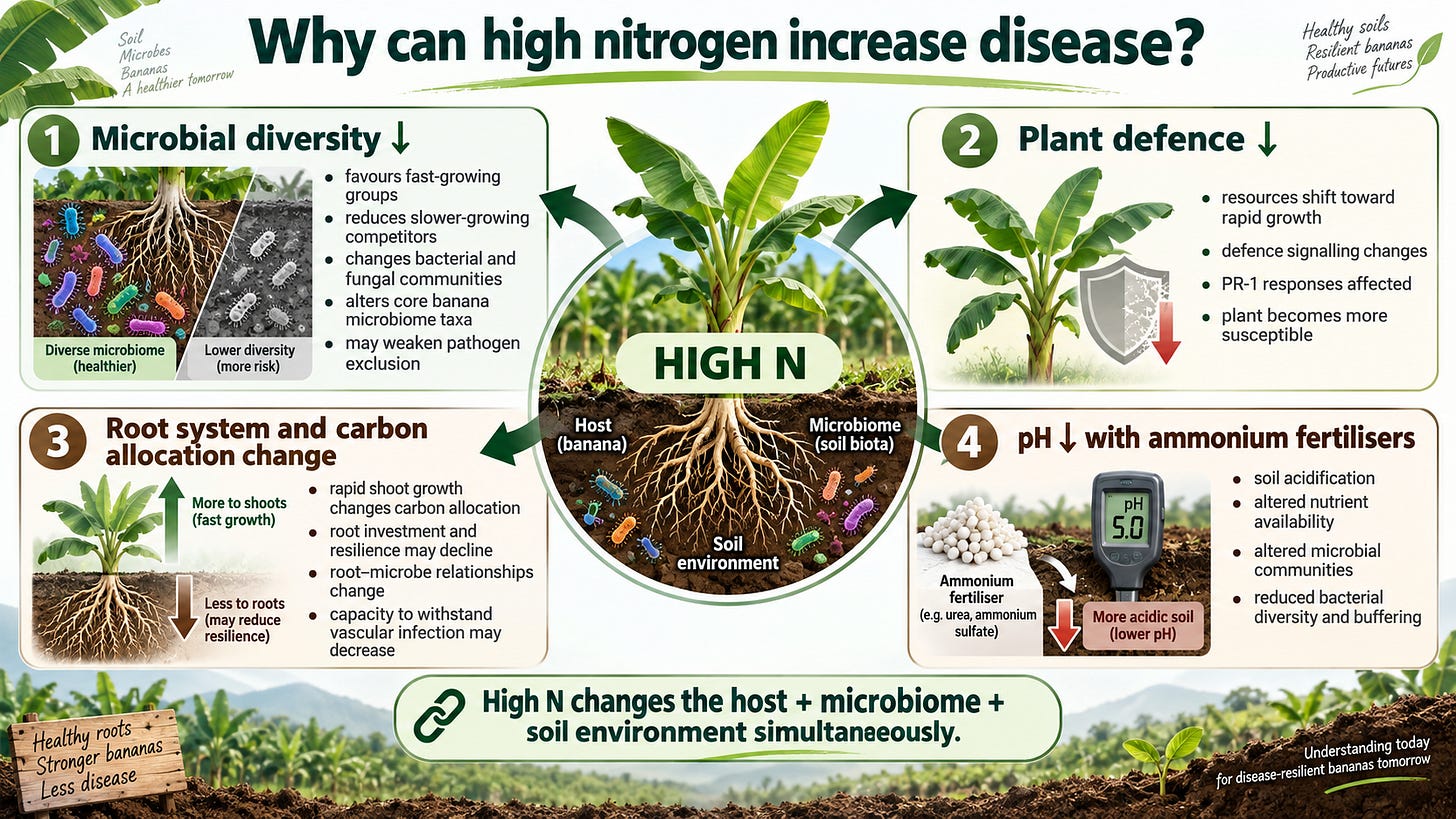 When More Nitrogen Makes Bananas More Vulnerable