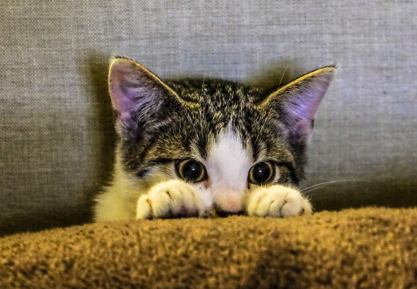 cute kitten peering entranced over fluffy paws cute kitten peering entranced over fluffy paws