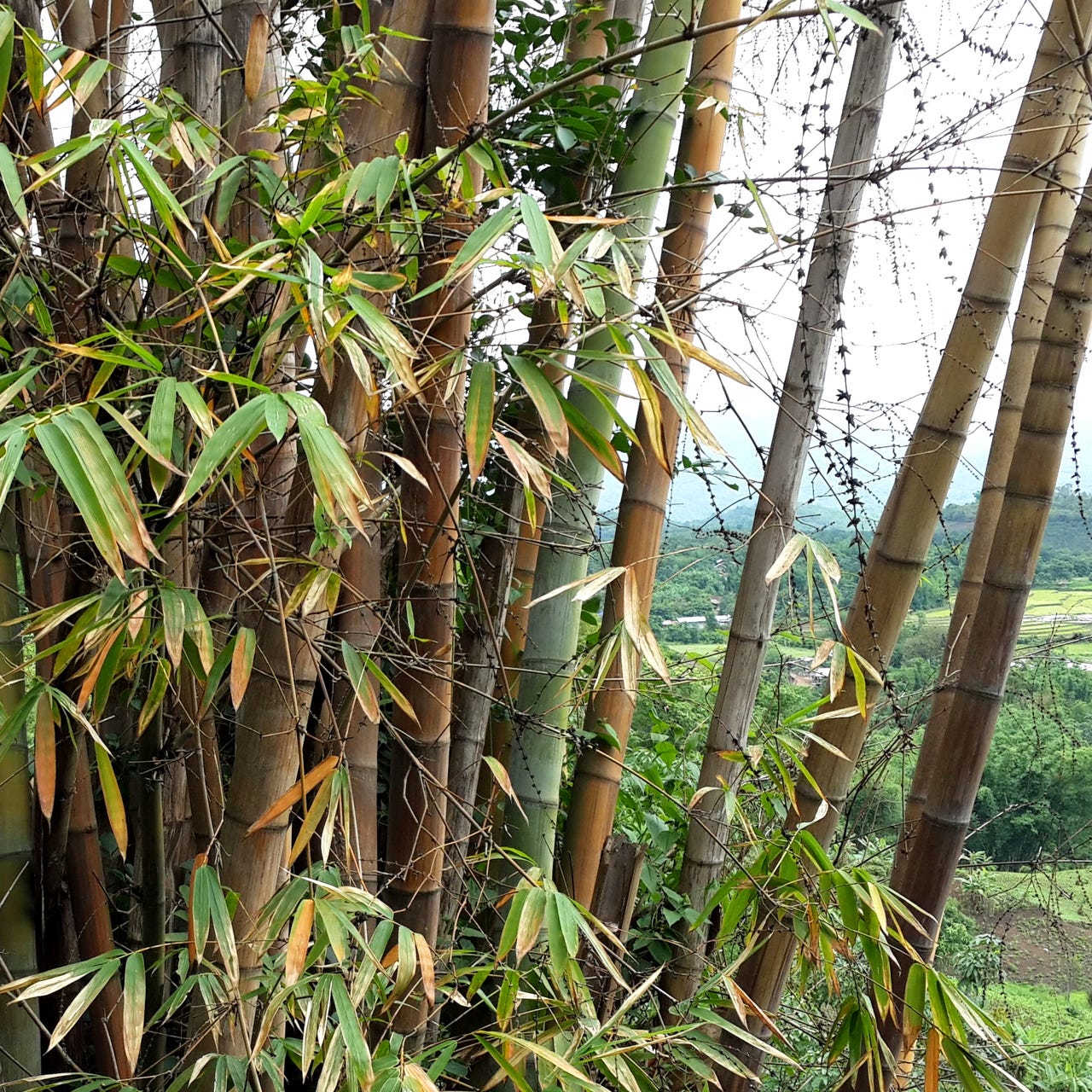 Bamboo Mountain 