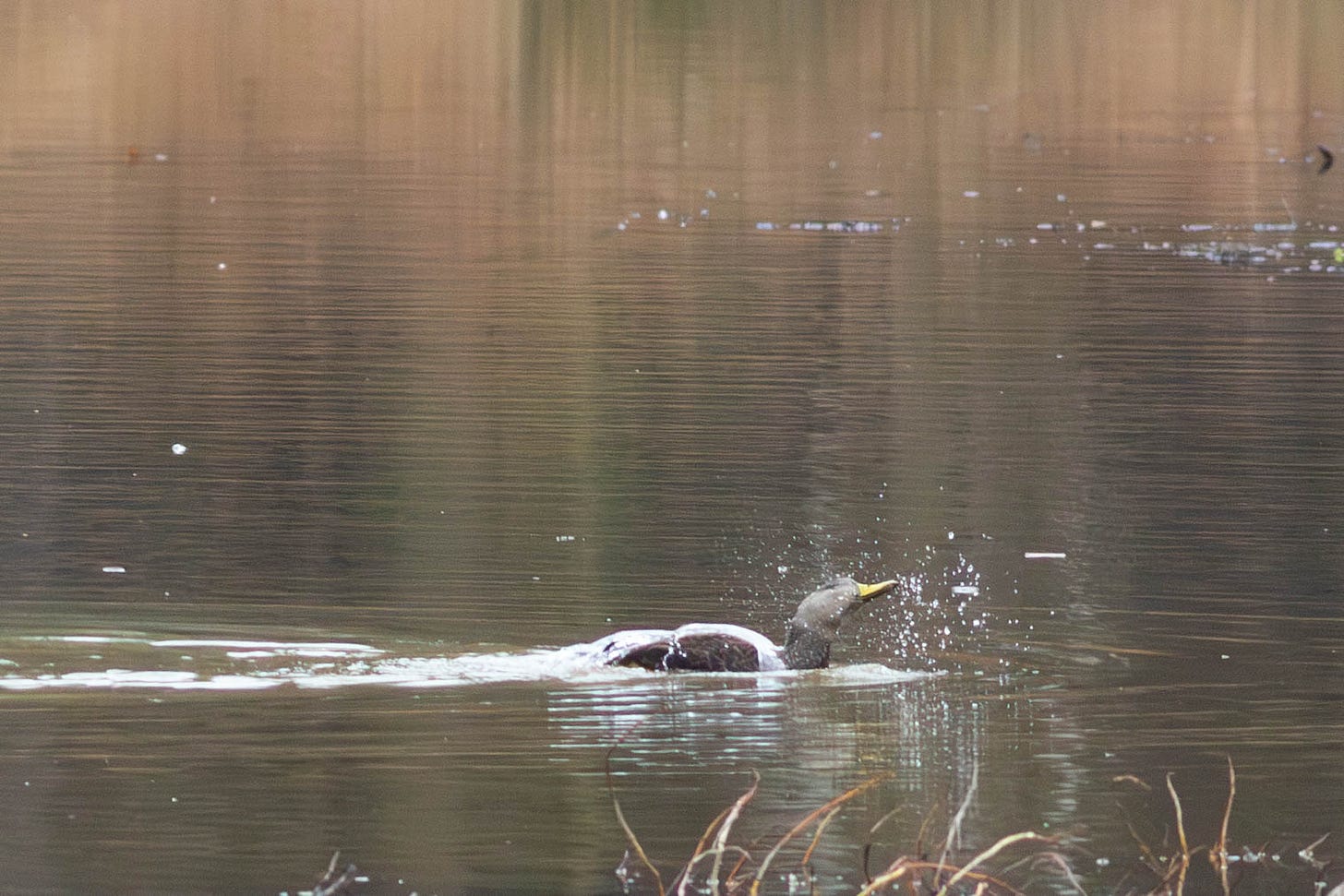 A brown duck with a yellow bill splashing in water A brown duck with a yellow bill splashing in water