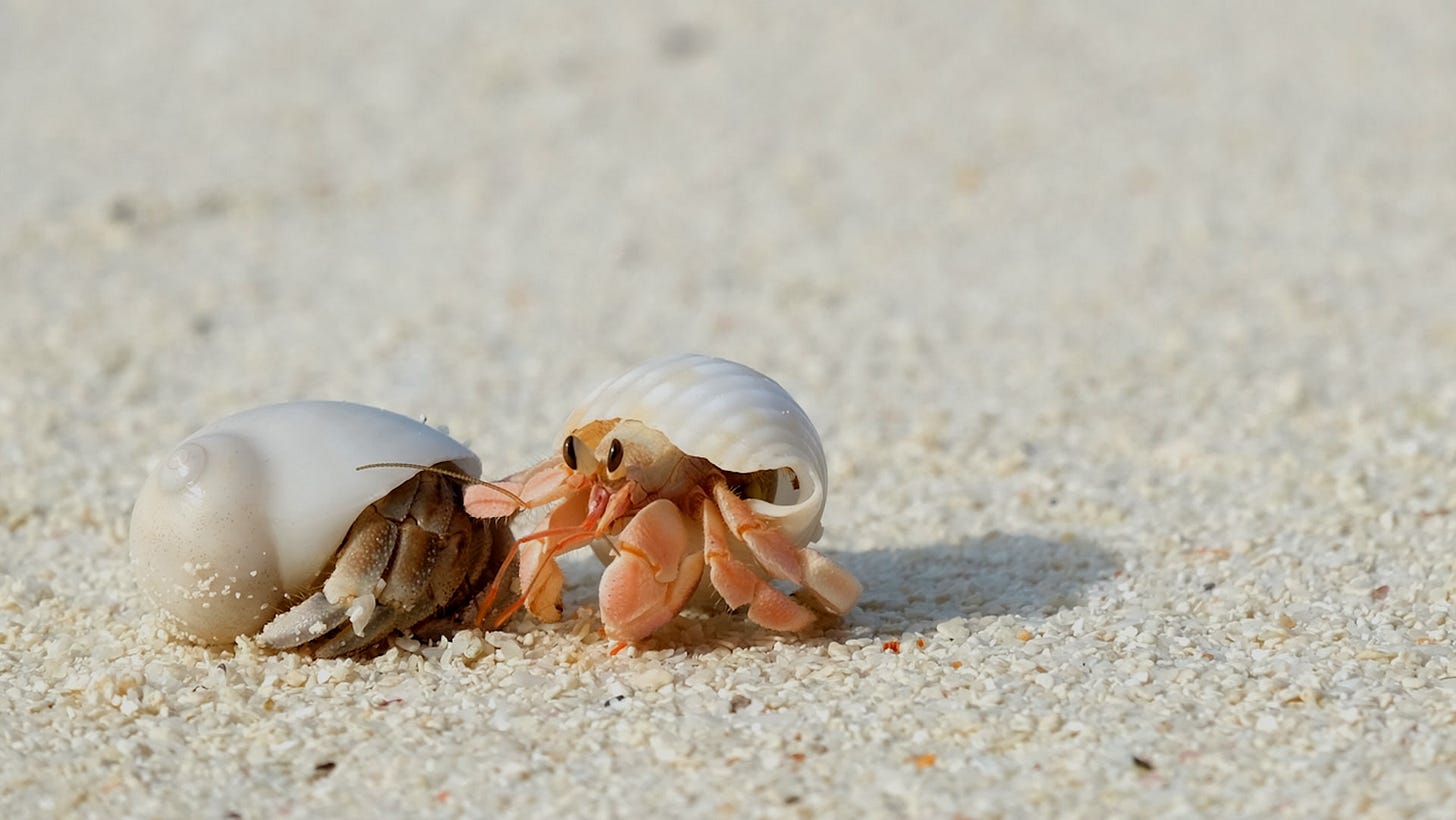 Scientists raise concerns after observing 'heartbreaking' behavior of hermit  crabs: 'We are living in a different era'