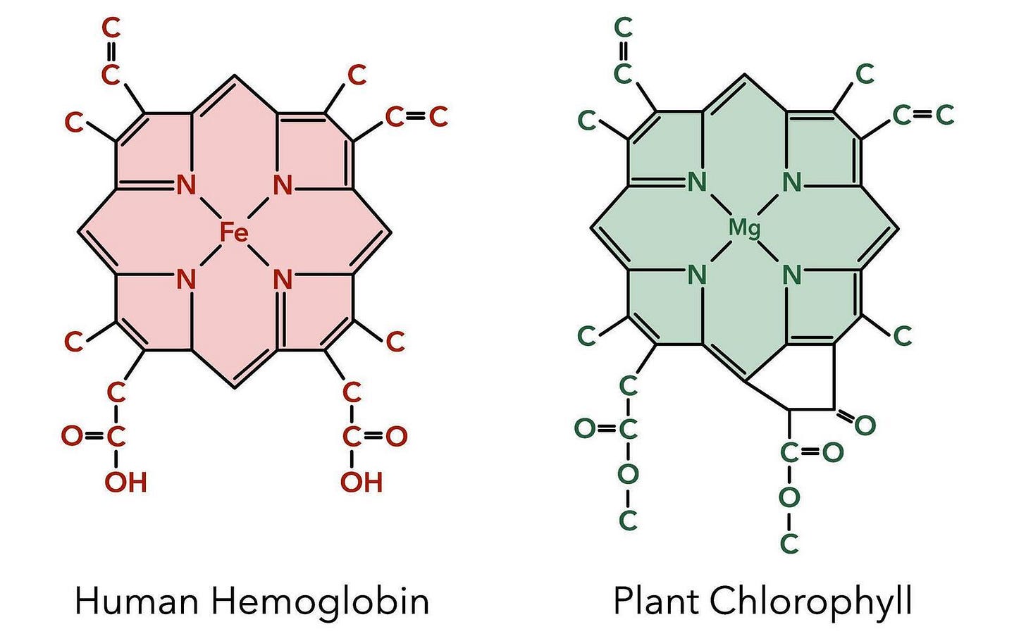 Chemical structure of hemoglobin complex and chlorophyll complex 3 ...
