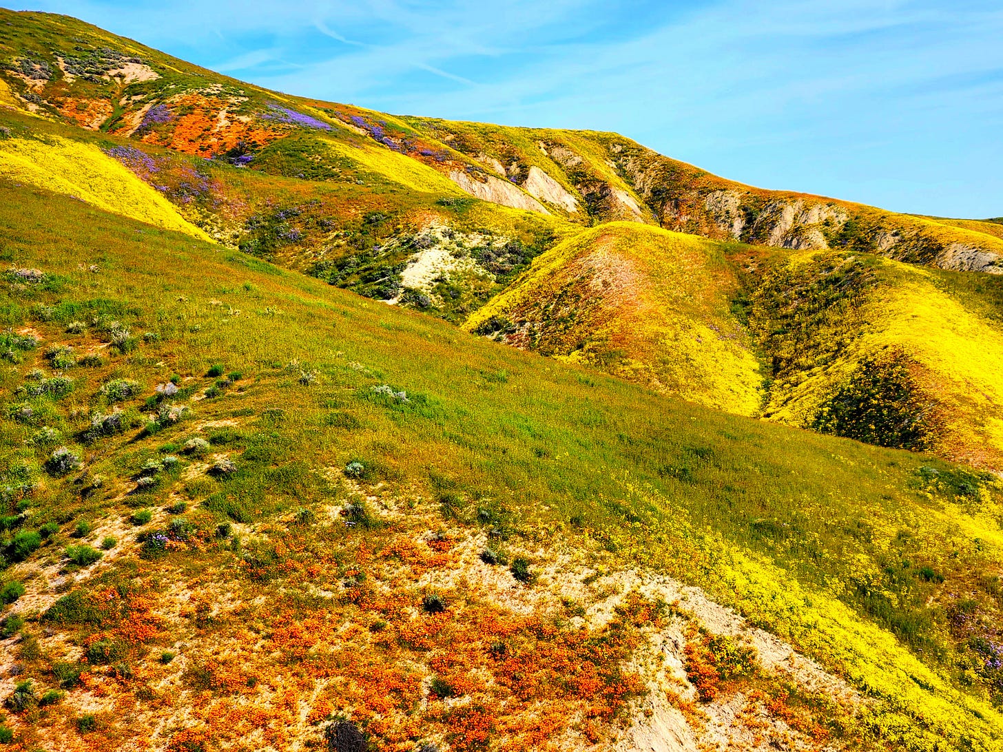 Carrizo Plain National Monument hills covered in grass, yellow/purple/orange wildflower patches