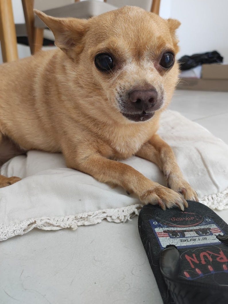 um cachorro chihuahua caramelo rosna, deitado em cima de uma almofada bege e com a para direita segurando uma sandalia havaianas preta