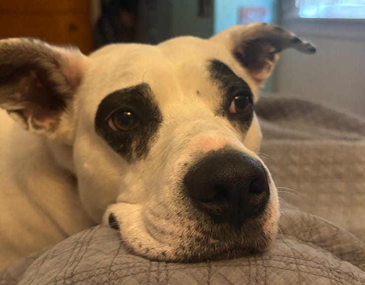 close up of face of droopy faced white pit bull with black eyespots resting her black nose and mouth on my knee (I'm not visible at all.) close up of face of droopy faced white pit bull with black eyespots resting her black nose and mouth on my knee (I'm not visible at all.)