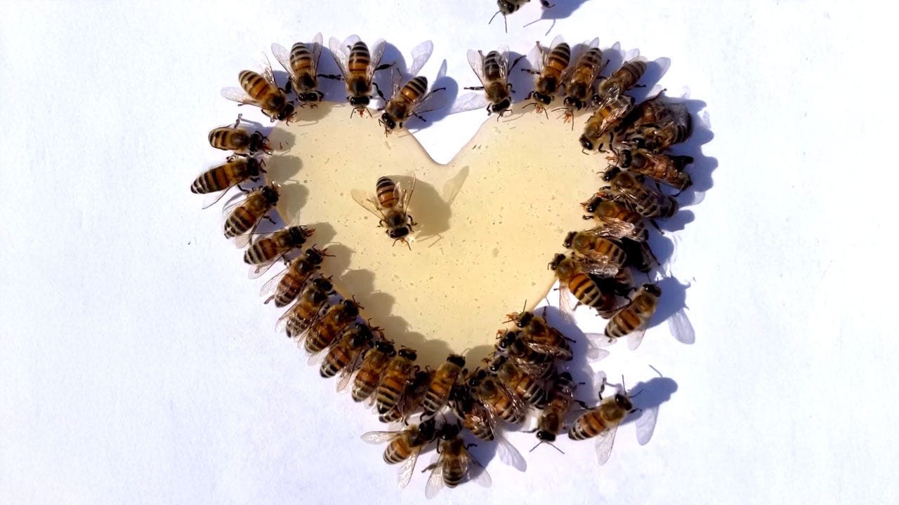 Bare Hands, Open Heart: The “Hives Before Honey” Lessons of the Bee Lady