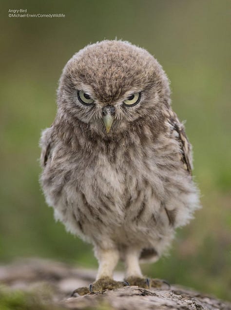 Comedy Wildlife Photography Awards 2023