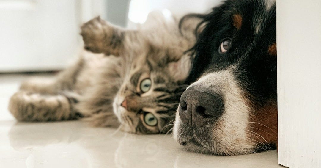 black white and brown bernese mountain dog lying on white textile