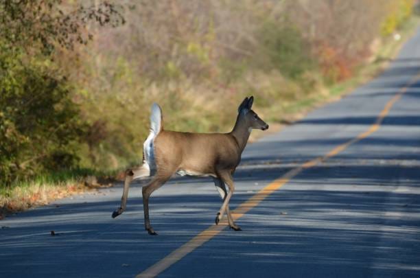 190+ Deer Crossing Road Stock Photos, Pictures & Royalty ...