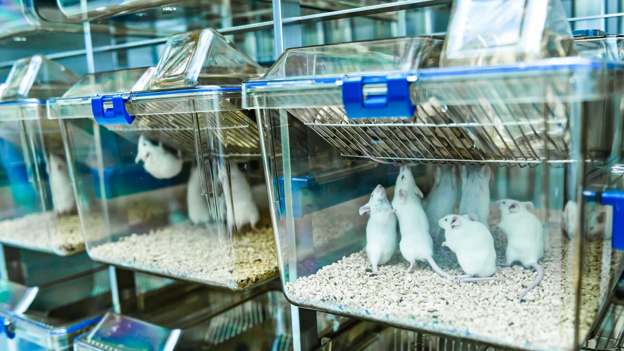 Mouse cages