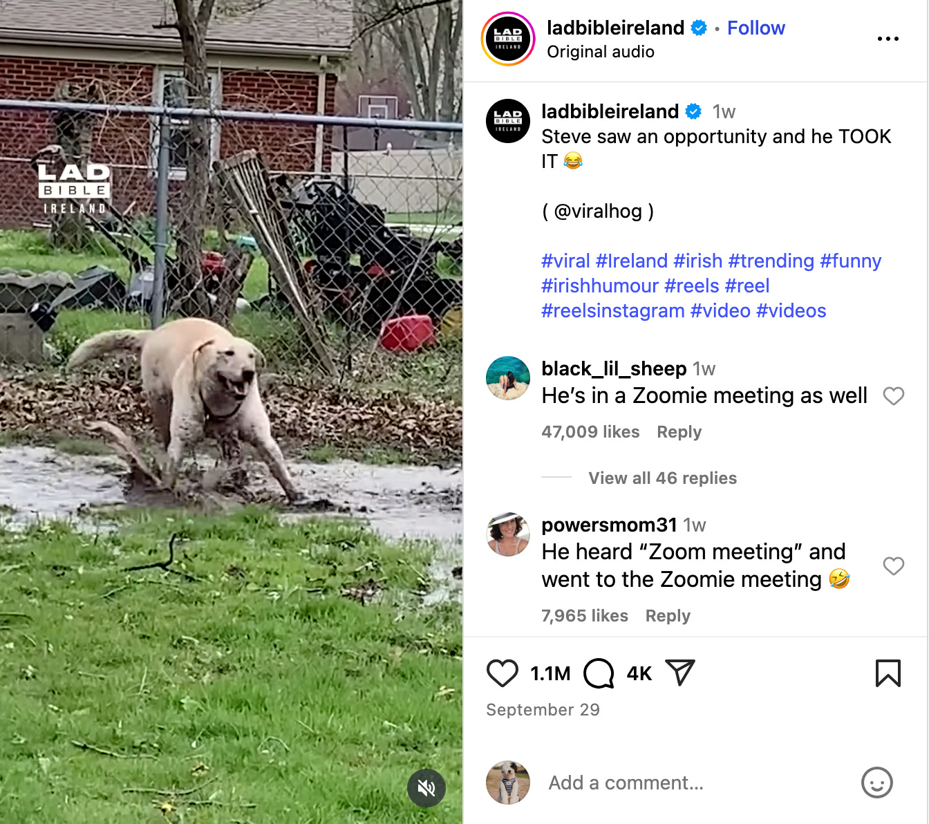 screenshot of ladbibleireland reel of lab playing in a muddy puddle