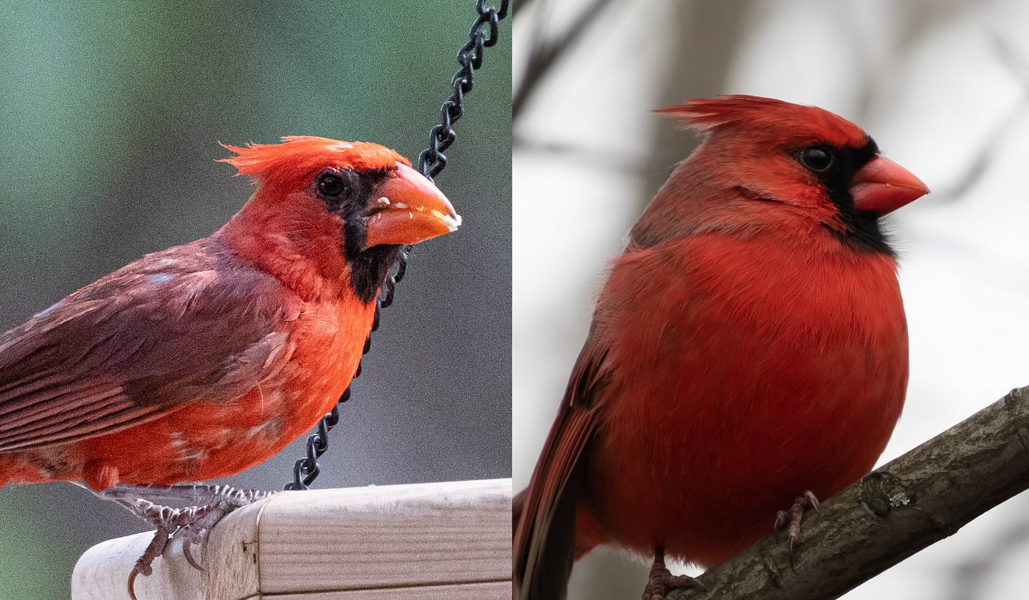 a split image with two cardinals, one on the left and one on the right. the bird on the left is feeding on birdseed, the chain hanging the feeder visible behind it. it is scruffy and red with a purplish back and wings. the bird on the right is smoother looking with an obviously-smaller beak, such that the black mask connects atop its beak (unlike the left bird, whose mask is split by the beak). a split image with two cardinals, one on the left and one on the right. the bird on the left is feeding on birdseed, the chain hanging the feeder visible behind it. it is scruffy and red with a purplish back and wings. the bird on the right is smoother looking with an obviously-smaller beak, such that the black mask connects atop its beak (unlike the left bird, whose mask is split by the beak).