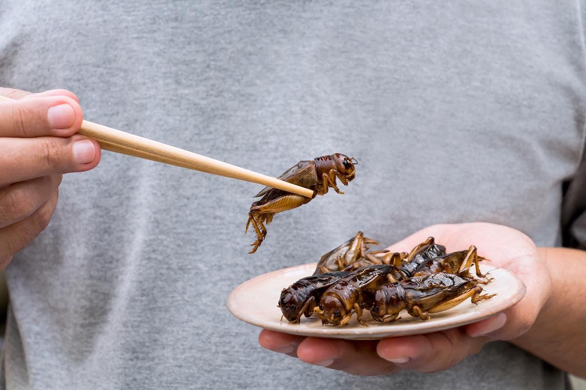 Will We Eat Bugs? A French Biotech Firm Thinks So Will We Eat Bugs? A French Biotech Firm Thinks So