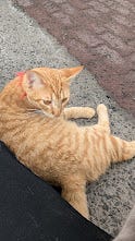 A collection of photos featuring a black kitty, a grey kitty, two orange kitties with golden eyes, a calico kitty, a white cream kitty, and the most dapper gentleman of a cat.